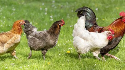 Schutz vor der Geflügelpest: Vogelausstellungen und -märkte bleiben weiterhin bis Ende März verboten